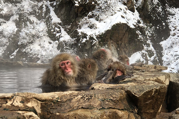 Snow Monkeys bathing in the onsen hot spring
